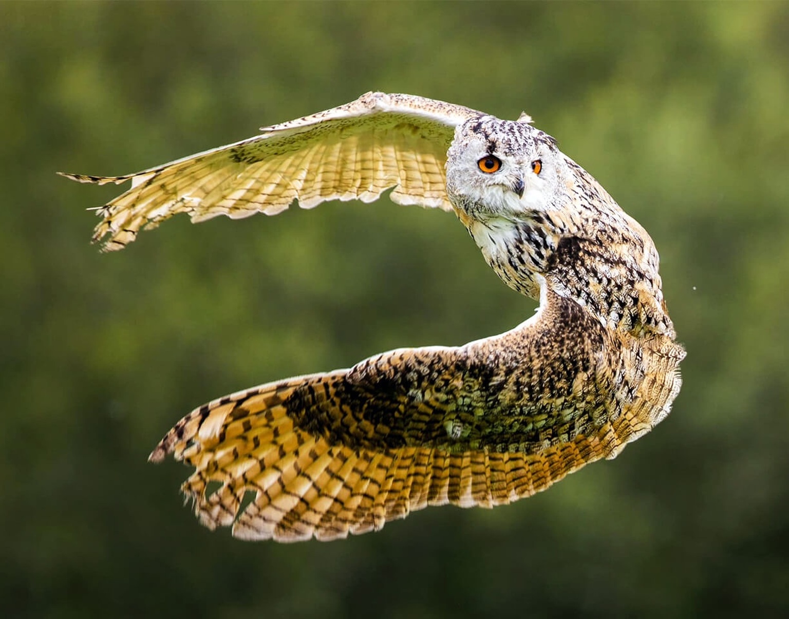 owl_matched