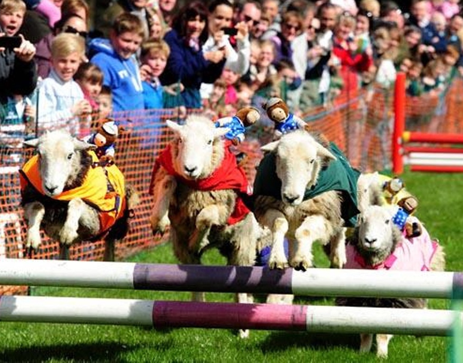 sheep_race_matched